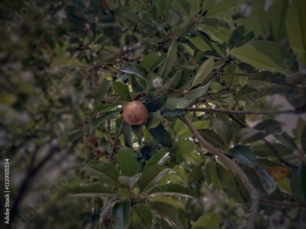 Obraz red apples on a tree