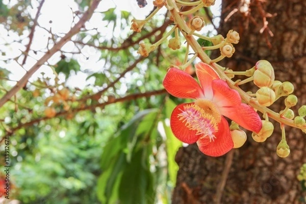 Fototapeta Cannon ball flower Beautiful  (Couroupita guianensis Aubl) 