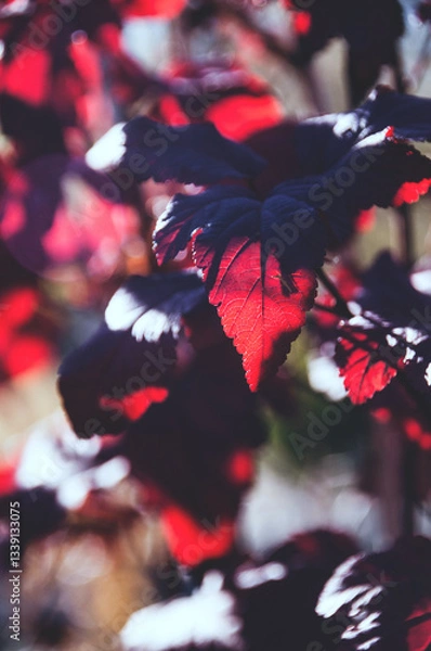 Fototapeta red and black