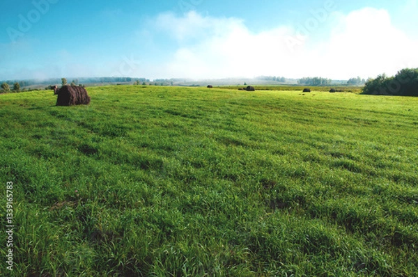 Fototapeta field of wheat