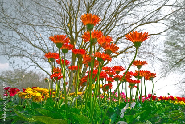 Obraz field of flowers