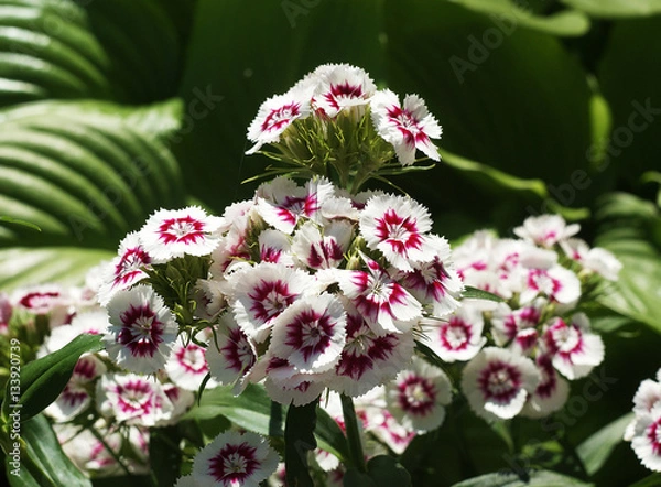 Obraz dianthus barbatus