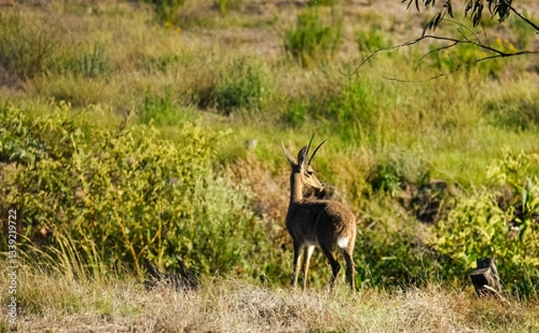 Obraz Grey Rhebok ram (Pelea capreoius).