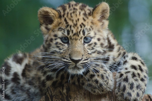 Obraz An Amur Leopard Cub