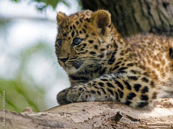 Obraz An Amur Leopard Cub