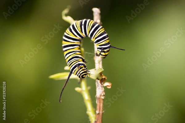 Obraz Gąsienice są larwalną formą członków rzędu Lepidop
