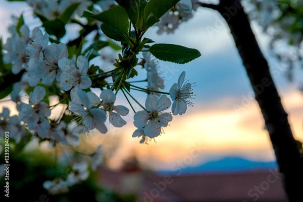 Obraz tree in the sun