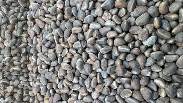 Fototapeta Pine nut kernels are scattered.