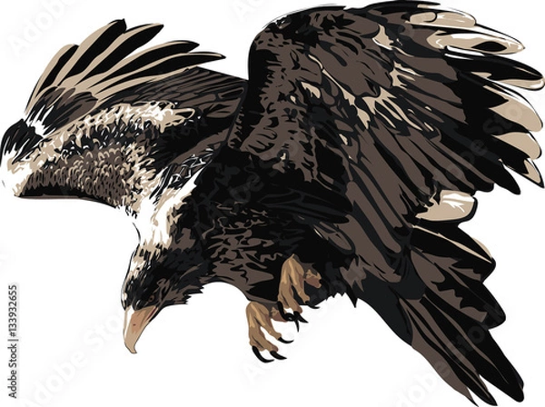 Fototapeta Wedge tailed eagle  - Detailed Realistic Illustration of Bird Isolated on white - Bird of Prey  
