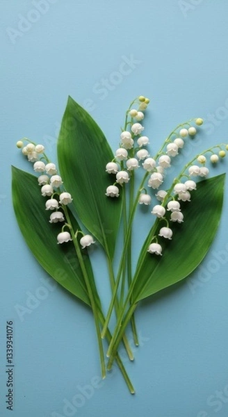 Fototapeta Delicate lily of the valley flowers arranged against a light blue background in a vibrant and fresh display