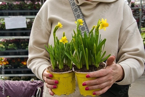 Obraz A female shopper in a beige sporty hoodie is holding two yellow plastic pots with yellow flowering daffodils that she buys at a garden center.