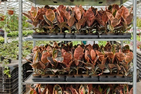 Fototapeta Pots with red-leaved Ficus elastica are displayed in dense rows on a rack in the greenhouse of the garden center