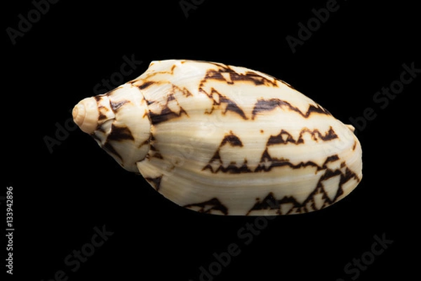Fototapeta Shell