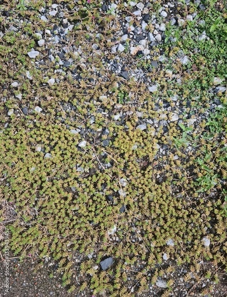 Obraz moss and grass on the ground