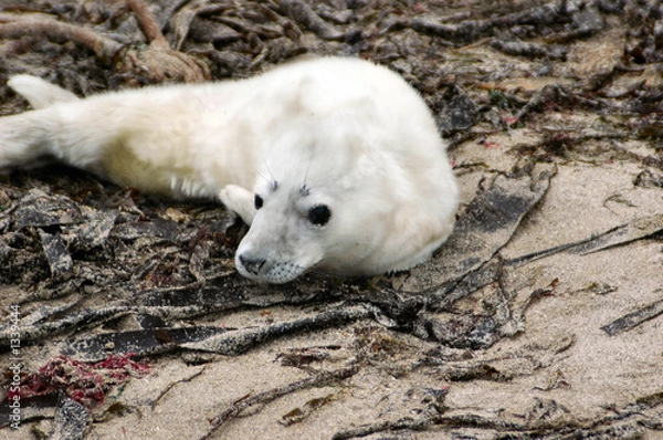 Obraz grey seal pup