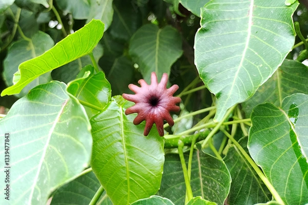 Fototapeta Female flower of the dynamite tree