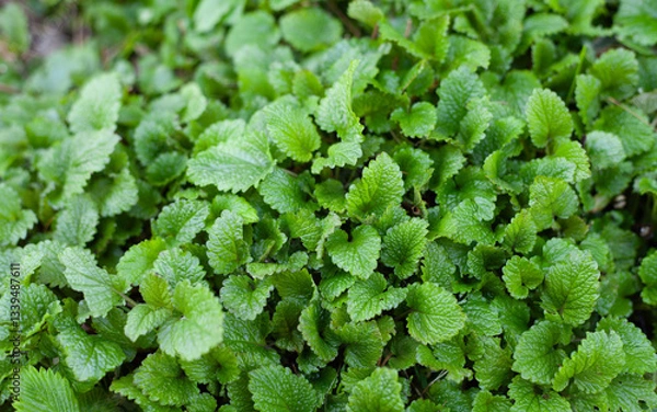 Fototapeta Lemon balm, Melissa officinalis - is a perennial herb plant in the mint family.  The leaves have a mild lemon scent and are used in herbal tea.
