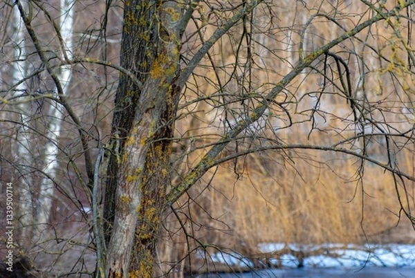 Fototapeta Tree affected by moss in park
