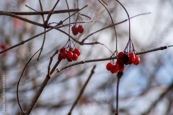 Fototapeta Small red berries on branches close-up
