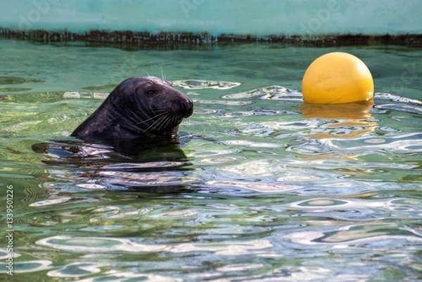 Fototapeta A seal plays with a ball in a pool at a zoo