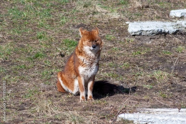 Fototapeta Red mountain wolf in a zoo enclosure