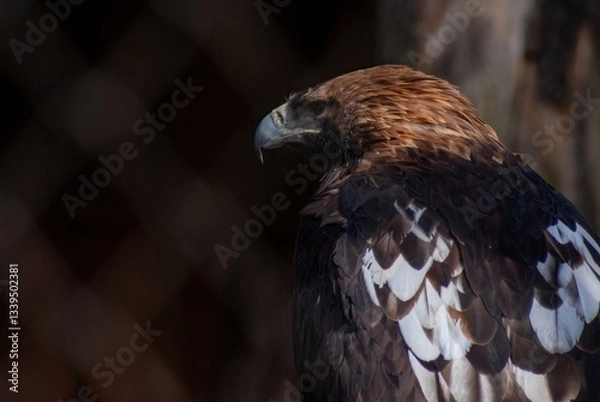 Fototapeta black tailed hawk  in the zoo enclosure