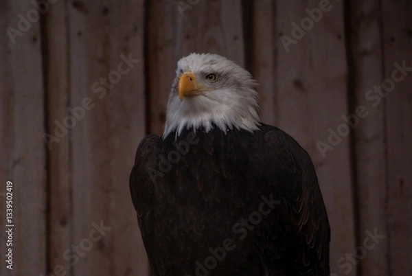 Fototapeta Bald eagle in a zoo enclosure