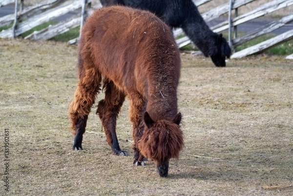 Fototapeta Alpacas graze in a zoo enclosure