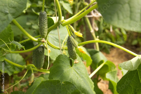 Obraz Growing cucumbers