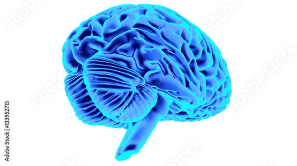 Fototapeta Human brain 3D render