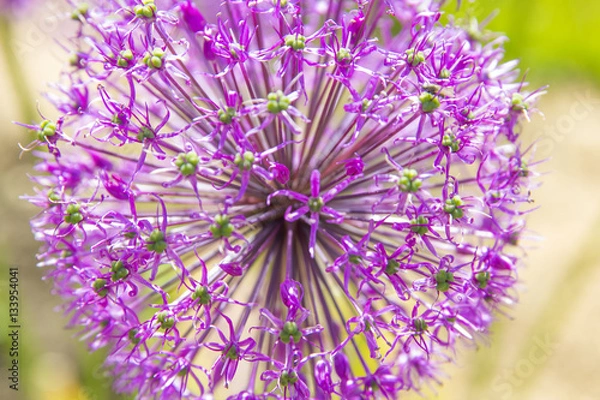 Obraz Decorative bow