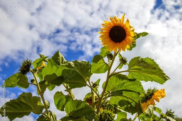 Obraz Sunflowers and Sky