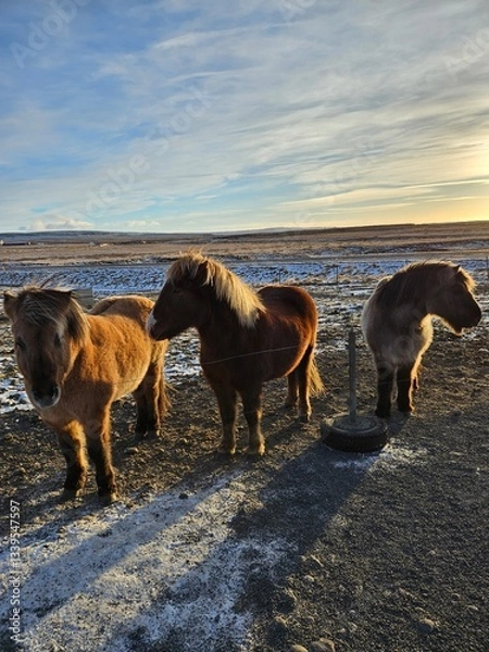 Obraz iceland - ring road november