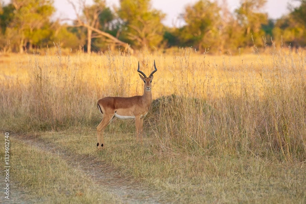 Fototapeta Impala Antelopes jumping in the Moremi National Park, Botswana, closeup, portrait, 4K resolution
