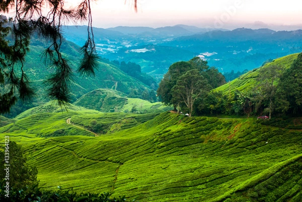 Obraz Tea plantations in the cameron highlands