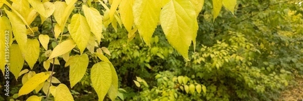 Fototapeta Golden autumn leaves on a tree symbolize fall, nature's seasonal change, and tranquility outdoors