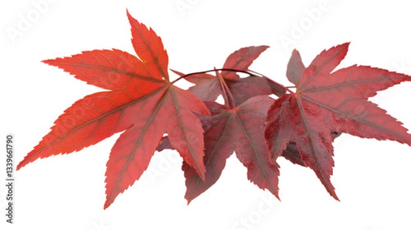 Obraz Red maple leaf isolated on white background