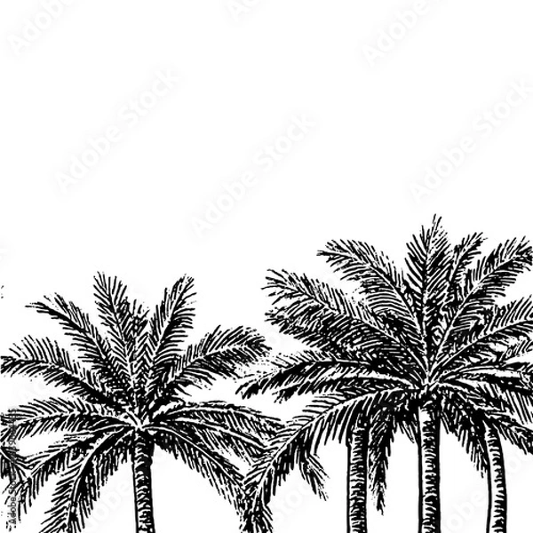 Fototapeta Intricate palm tree design with vintage engraving style for artistic tattoo enthusiasts