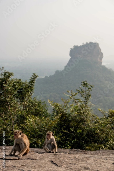 Fototapeta monkey on pidurangala rock, Sigiriya, sri lanka