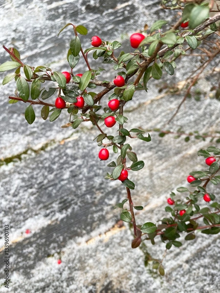 Fototapeta A branch of a bush with green leaves and small red berries against the background of a wooden, slightly snow-covered floor made of oblong gray dosaks, close-up, view from above. Cloudy winter day.