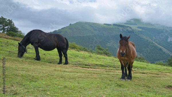 Fototapeta Two horses grazing peacefully on a green hillside with a backdrop of misty mountains.