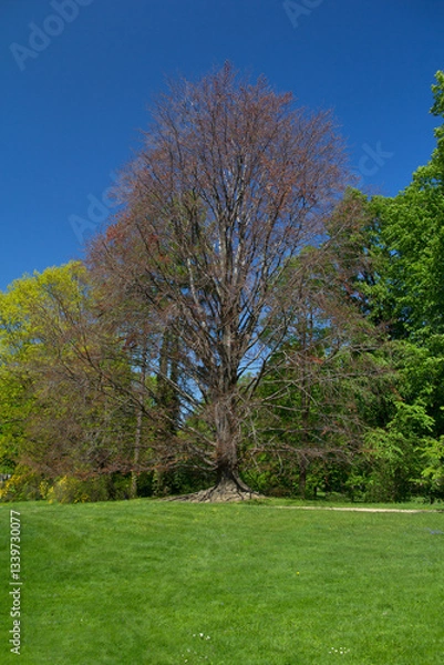 Obraz trees in the park