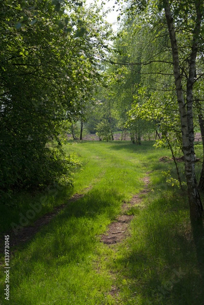Obraz path in the forest