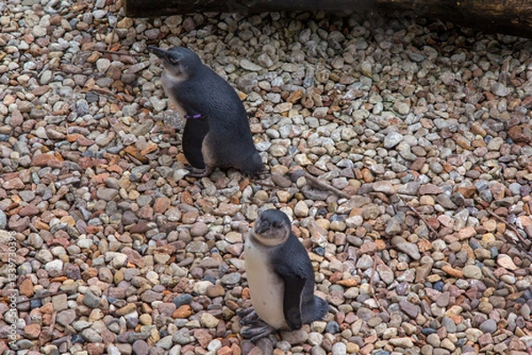 Obraz penguins on the rocks