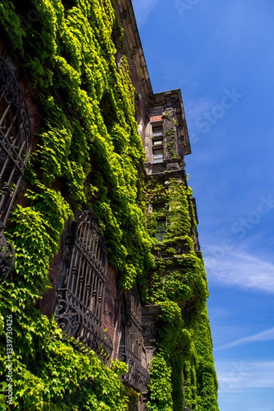 Obraz old brick wall with ivy