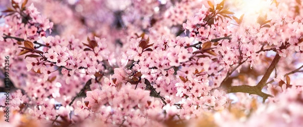 Fototapeta Flowering tree, cherry branch in blooming, selective and soft focus on flowers