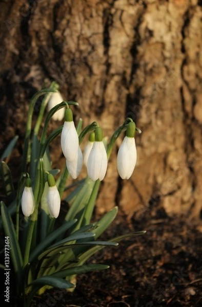 Obraz white snowdrops in the sun rays on a dark garden background. beautiful natural background. first spring flowers. delicate petals. awakening of nature. macro buds