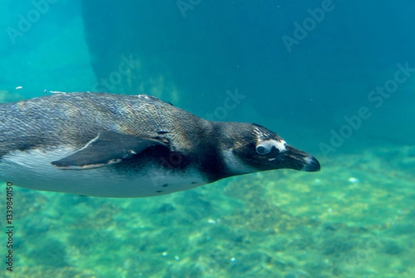 Obraz penguin in aquarium
