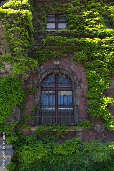 Obraz old brick wall with window and ivy