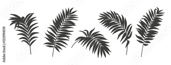 Obraz Set of tropical palm leaves. Silhouettes isolated on a white background. Monochrome elements. Black and white design. Vector illustration.